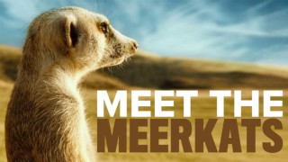 Meet the Meerkats