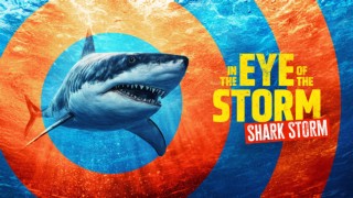 In the Eye of the Storm: Shark Storm