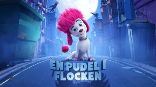 En pudel i flocken