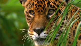 Jaguar: King Of The Jungle