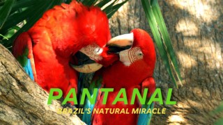 Pantanal - naturens mirakel i Brasilien