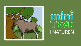 Miniteve: I naturen