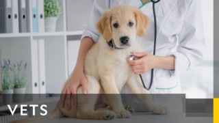 Veterinärerna