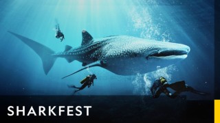 Sharkfest