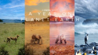A Year On Planet Earth
