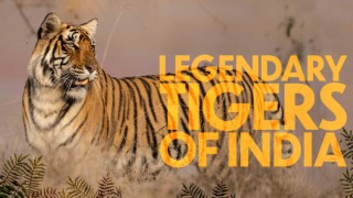 Legendary Tigers of India