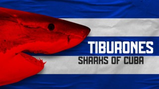 Cuban Shark