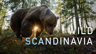 Wild Scandinavia