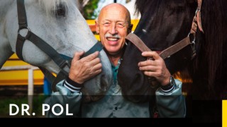 Dr. pol