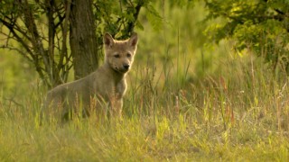 Germany's Wild Wolves - As They Really Are