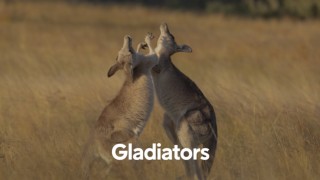 Gladiators