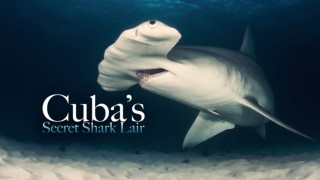 Cuba's Secret Shark Lair