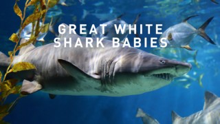 Great White Shark Babies
