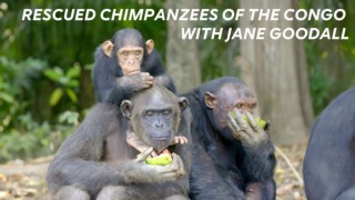 Rescued Chimpanzees of the Congo with Jane Goodall