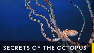Secrets of the octopus